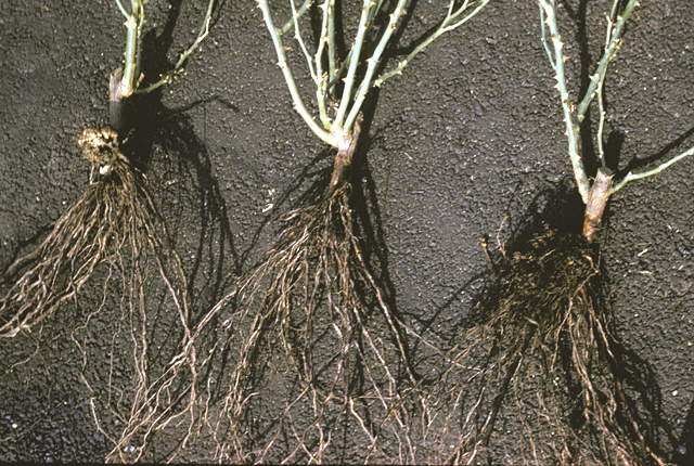 Hairy root