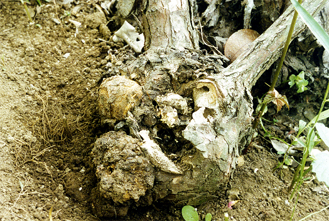 Crown gall
