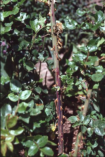 Cane blight