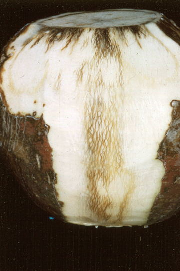 Black rot