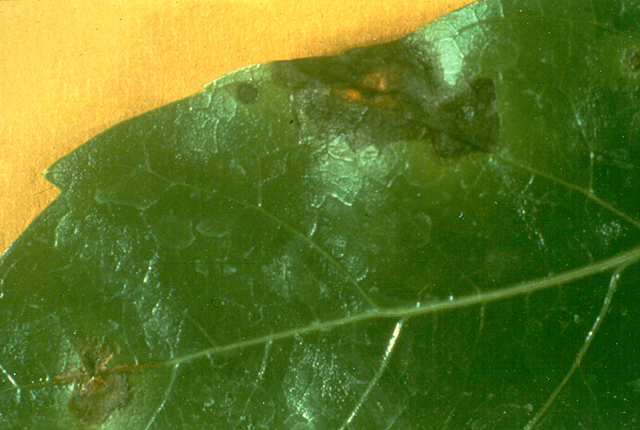 Bacterial leaf spot