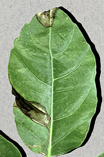Bacterial leaf spot