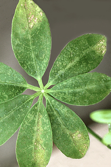 Bacterial leaf spot
