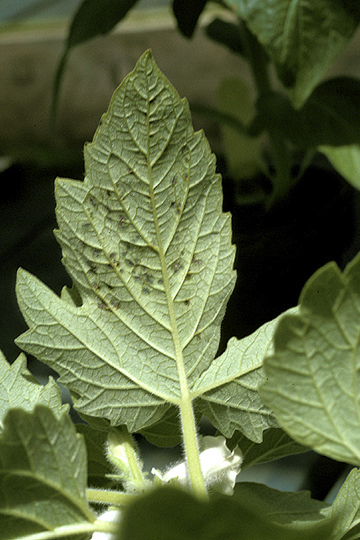 Bacterial leaf spot