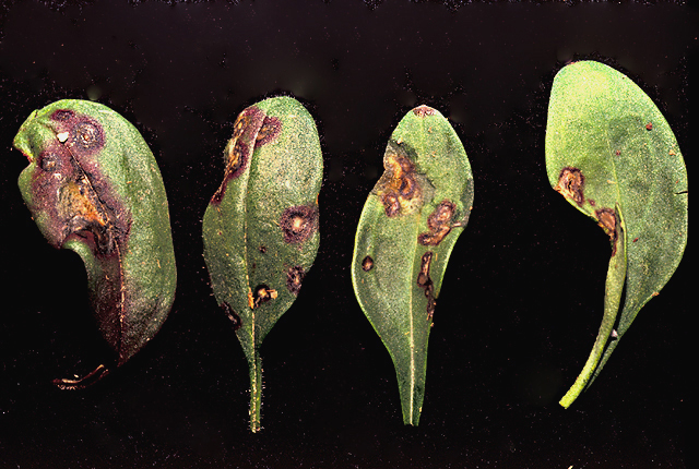 Bacterial leaf spot