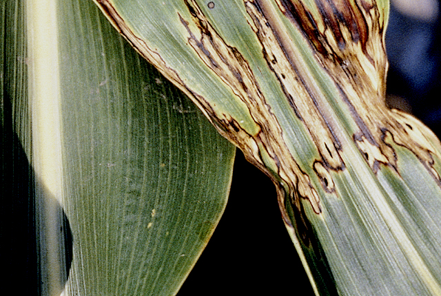 Bacterial leaf blight