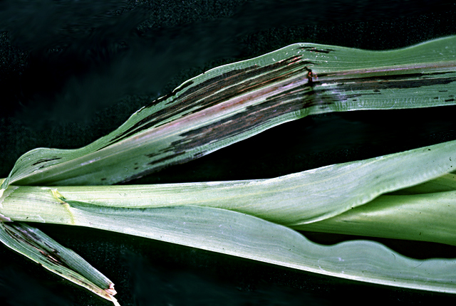 Bacterial leaf stripe