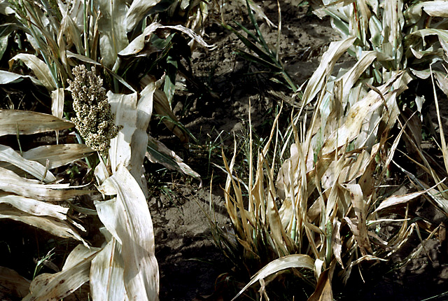 Bacterial stalk and top rot