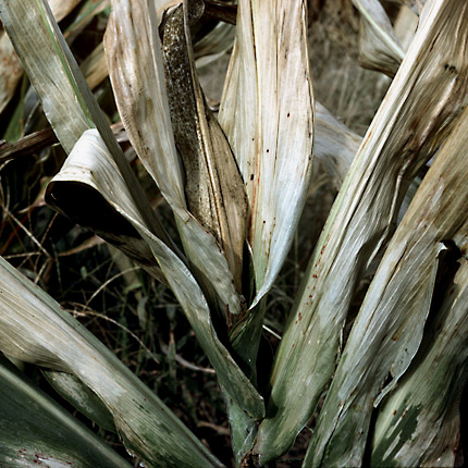 Bacterial stalk and top rot