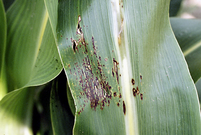 Bacterial leaf spot