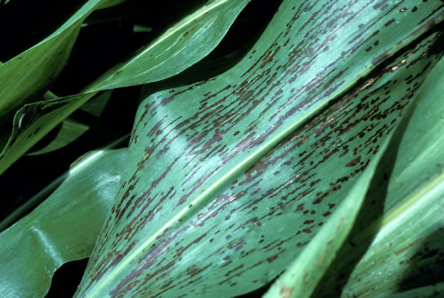 Bacterial leaf streak