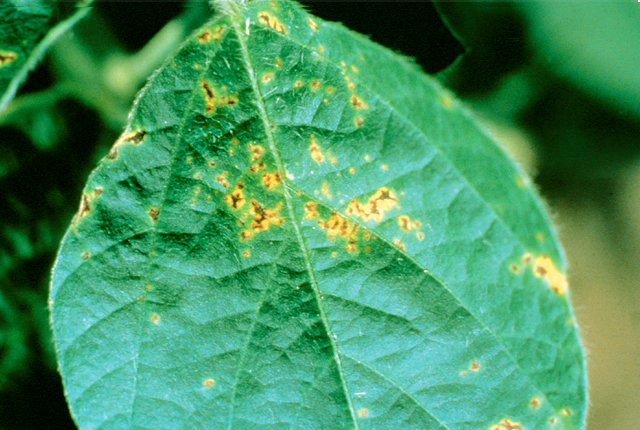 Bacterial blight
