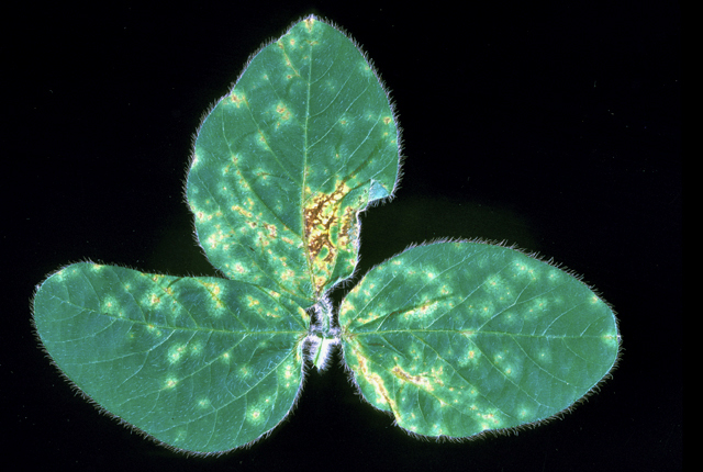 Bacterial leaf spot