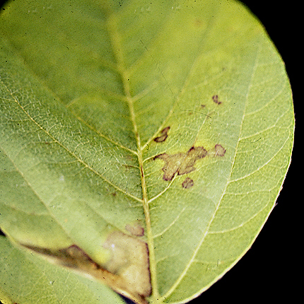 Bacterial leaf spot