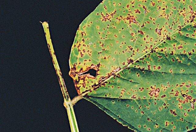 Bacterial pustule