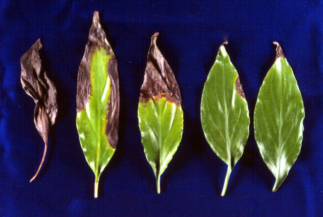 Bacterial blight
