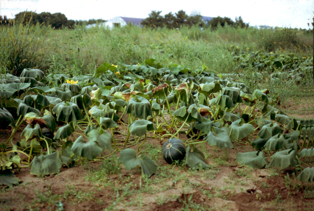 Bacterial wilt