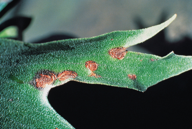 Bacterial leaf spot