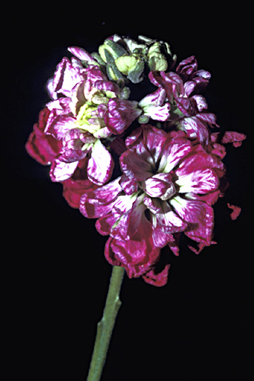 Phytoplasma disease