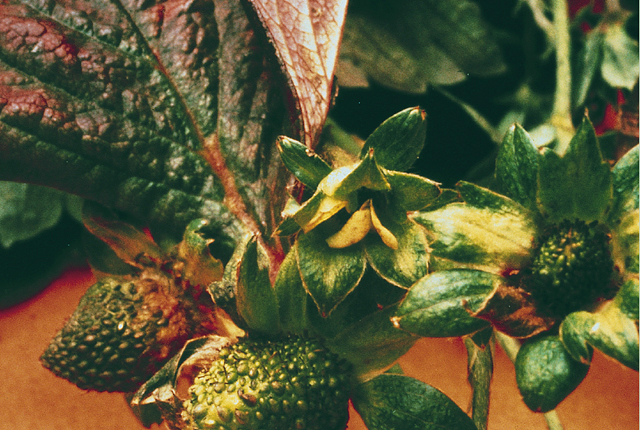 Green petal disease