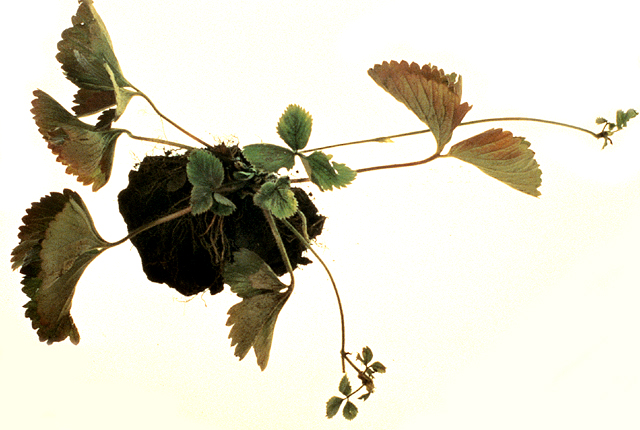 Strawberry lethal decline