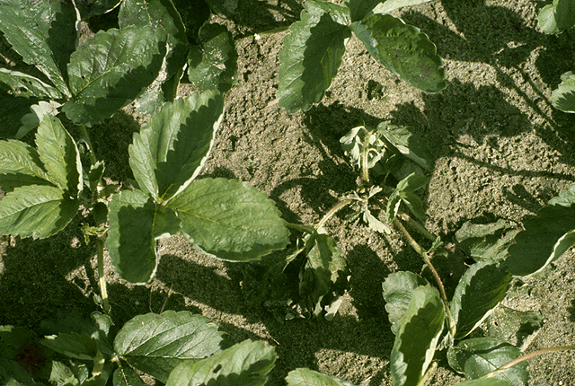 Bacterial wilt