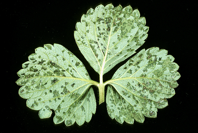 Angular leaf spot