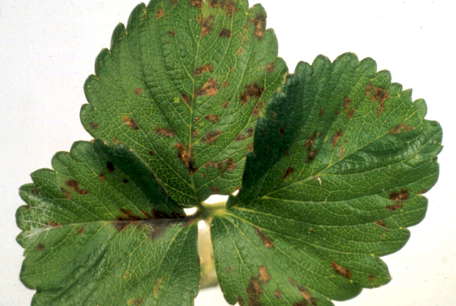 Angular leaf spot