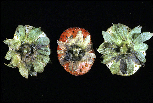 Angular leaf spot