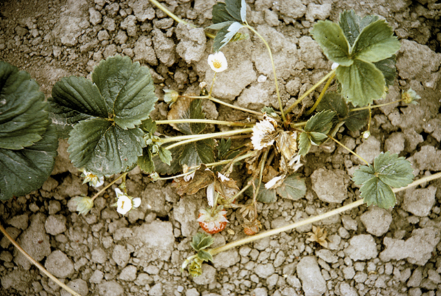 Angular leaf spot