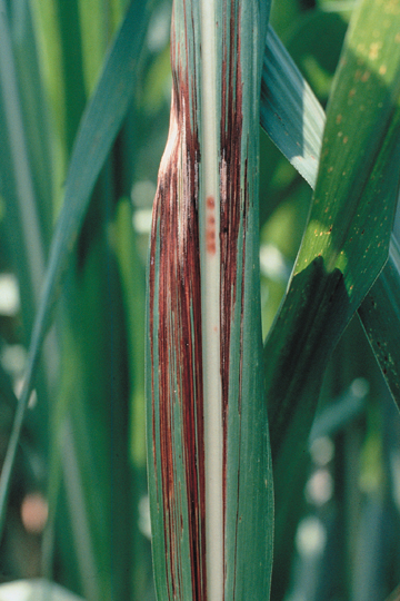 Red stripe (Top rot)