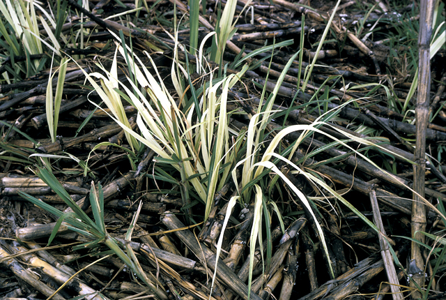 Sugarcane dwarf (White leaf)