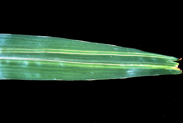 Leaf scald
