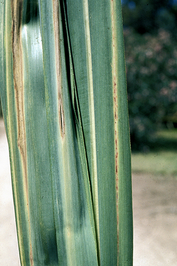 Leaf scald