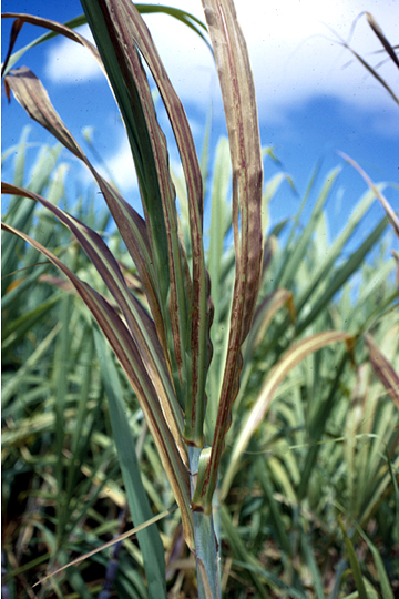 Leaf scald