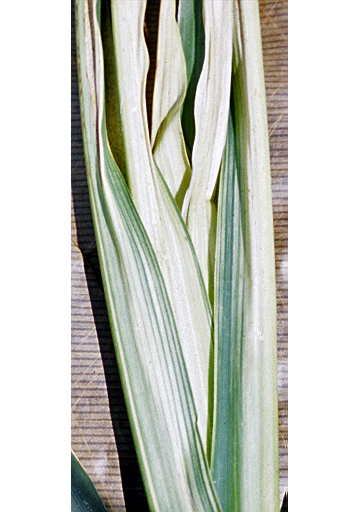 Leaf scald