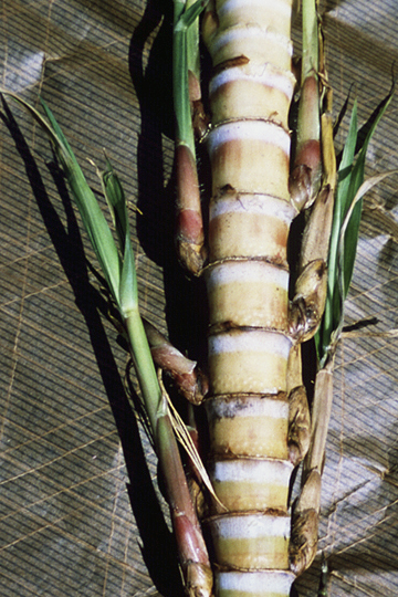 Leaf scald