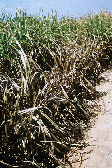 Leaf scald