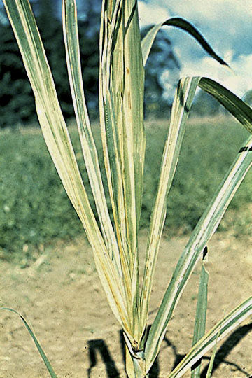 Leaf scald