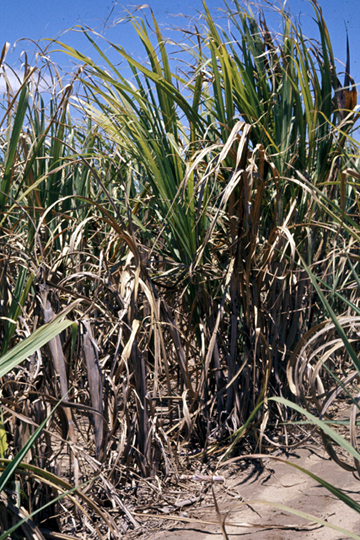 Leaf scald