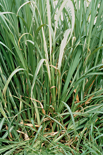 Leaf scald