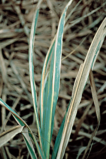 Leaf scald