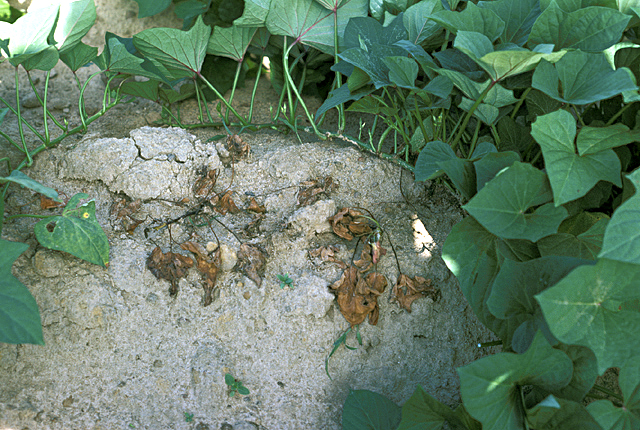 Bacterial stem and root rot