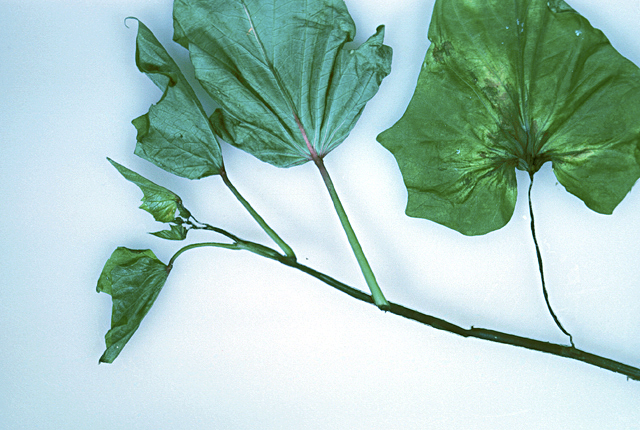 Bacterial stem and root rot