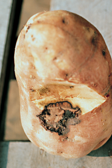 Bacterial stem and root rot