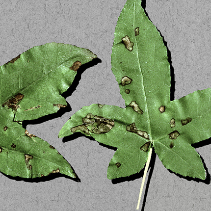 Bacterial leaf spot and canker