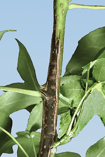 Bacterial leaf spot and canker