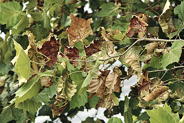 Bacterial leaf scorch