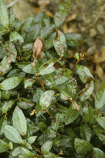 Bacterial shoot blight