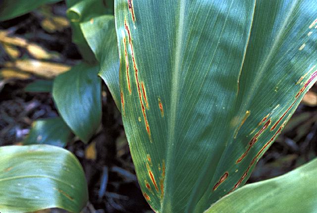 Bacterial leaf streak